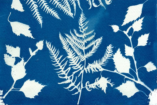 cyanotype